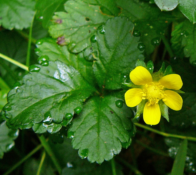 Indische Scheinerdbeere Duchesnea indica Juli 2012 Odenwald-Wilhelmsfeld-Schnbrunn 038