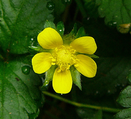 Indische Scheinerdbeere Duchesnea indica Juli 2012 Odenwald-Wilhelmsfeld-Schnbrunn 038a