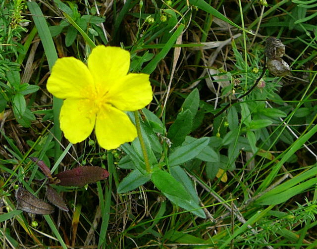 Kahles Sonnenrschen (Helianthemum nummularium ssp. glabrum) Juni 2011 Oberlaudenbach Wiese Blumen u. Insekten 046