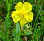 Kahles Sonnenrschen (Helianthemum nummularium ssp. glabrum) kl.