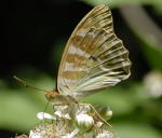 Kaisermantel Argynnis paphia Weibchen kl.