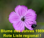 Karthuser-Nelke Dianthus carthusianorum kl.
