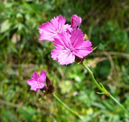 Karthuser-Nelke Juni 2011 Oberlaudenbach Wiese Blumen u. Insekten 043