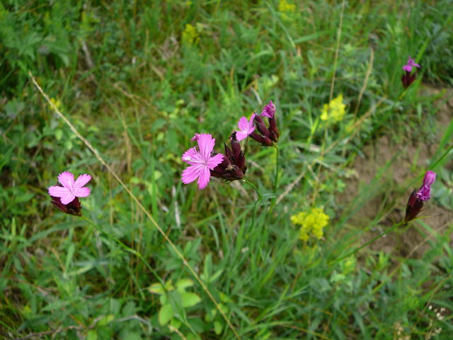 Karthuser-Nelke Juni 2011 Oberlaudenbach Wiese Blumen u. Insekten 044