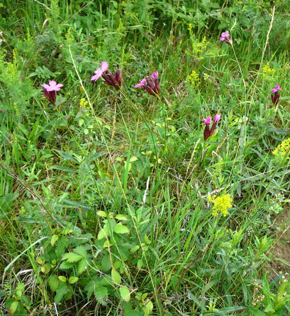 Karthuser-Nelke Juni 2011 Oberlaudenbach Wiese Blumen u. Insekten 045