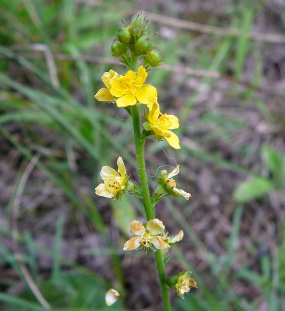 Kleine Odermennig (Agrimonia eupatoria) Sept 2010 Huett u. Viernheimer Glockenbuckel Insekten 065