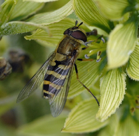 Kleine Schwebfliege (Syrphus vitripennis)  9.7.2011 Allgu Alpe