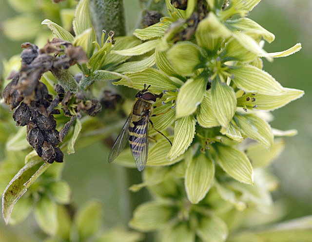 Kleine Schwebfliege (Syrphus vitripennis)  9.7.2011 Allgu Alpen Fellhorn 61