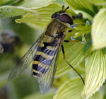 Kleine Schwebfliege (Syrphus vitripennis) kl.