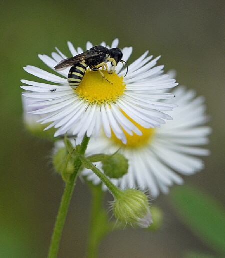 Kleine Silbermundwespe Lestica clypeata Mnnchen Juni 2012 FFH Reliktwald Ost und West u. Heide Insekten NIKON 233