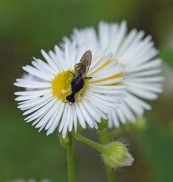 Kleine Silbermundwespe Lestica clypeata Mnnchen Juni 2012 FFH Reliktwald Ost und West u. Heide Insekten NIKON 231