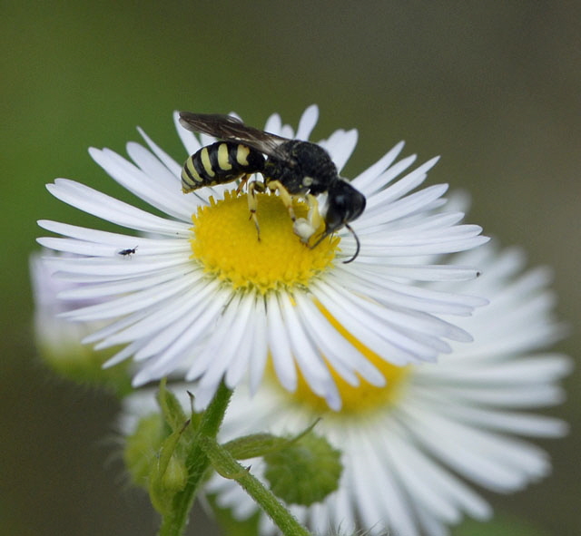 Kleine Silbermundwespe Lestica clypeata Mnnchen Juni 2012 FFH Reliktwald Ost und West u. Heide Insekten NIKON 234