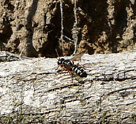 Knotenwespe Cerceris interrupta Juli 2010 Insekten Viernheimer Wald 026