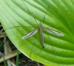 Kohlschnake (Tipula oleraces) kl.