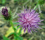 Krause Distel (Carduus crispus) 1 kl.