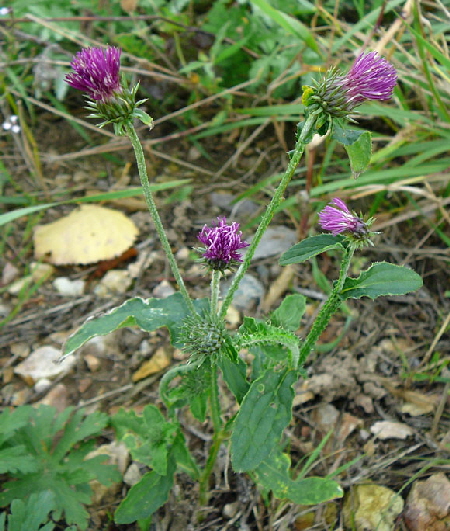 Krause Distel (Carduus crispus) Okt 2012 FFH Reliktwald West Pilze 024