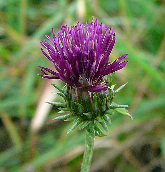 Krause Distel (Carduus crispus) Okt 2012 FFH Reliktwald West Pilze 025