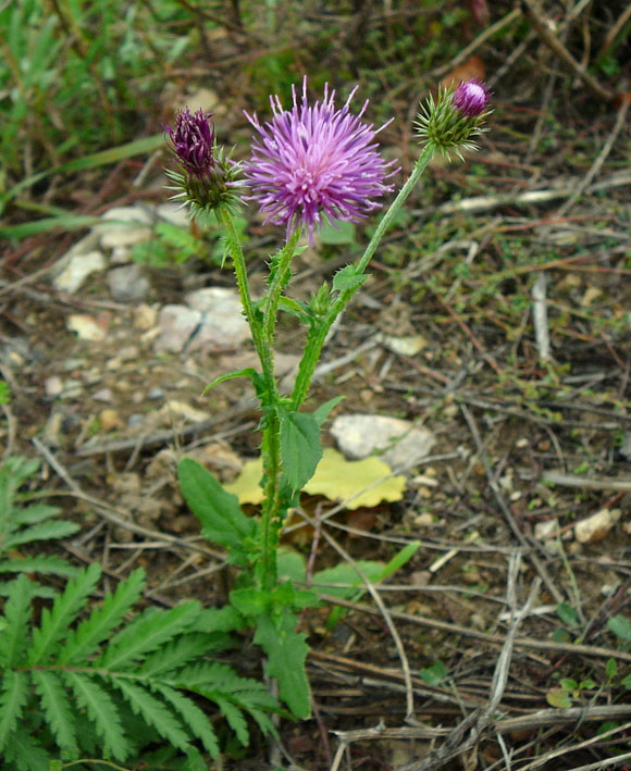 Krause Distel (Carduus crispus) Okt 2012 FFH Reliktwald West Pilze 026