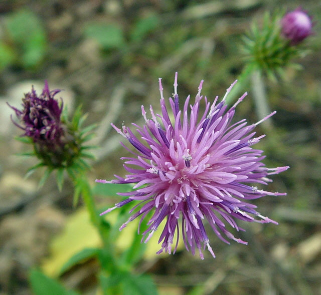 Krause Distel (Carduus crispus) Okt 2012 FFH Reliktwald West Pilze 028