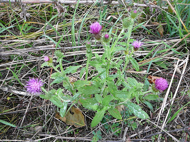 Krause Distel (Carduus crispus) Okt 2012 FFH Reliktwald West Pilze 030