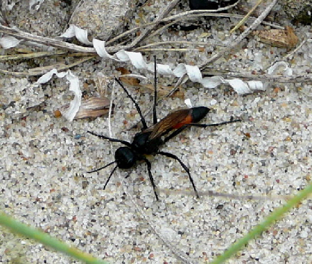 Kurzstiel-Sandwespe (Podalonia affinis) Urlaub 2010 6.8.Fehmarn Ort u. Wallau, Ostseekueste 036