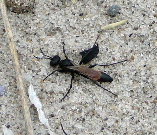 Kurzstiel-Sandwespe (Podalonia affinis) Urlaub 2010 6.8.Fehmarn Ort u. Wallau, Ostseekueste 033