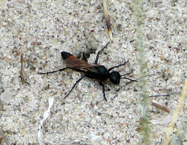 Kurzstiel-Sandwespe (Podalonia affinis) Urlaub 2010 6.8.Fehmarn Ort u. Wallau, Ostseekueste 034