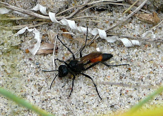 Kurzstiel-Sandwespe (Podalonia affinis) Urlaub 2010 6.8.Fehmarn Ort u. Wallau, Ostseekueste 038