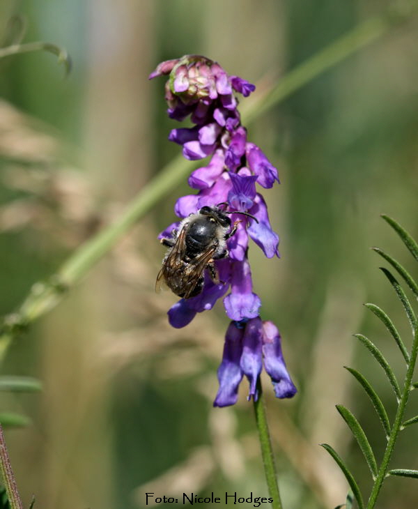 Langhornbiene Eucera longicornis-HttenfeldbeiSportplatz-18.06.09-3-N