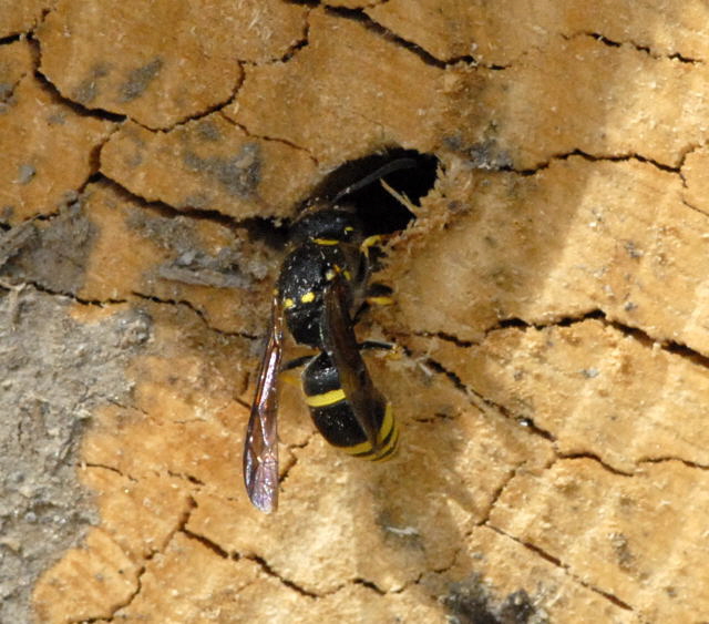 Lehmwespe Ancistrocerus nigricornis April 2011 Laudenbach Insekten und Blumen NIKON 050