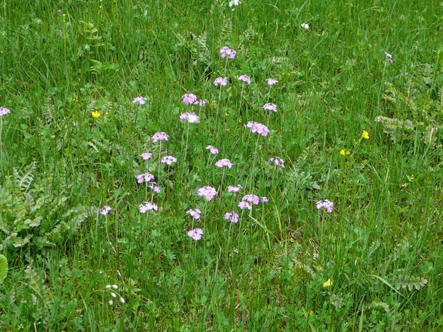 Mehlprimel (Primula farinosa) Mai 2012 2012 Alpen Ammergebirge, Grasnang 034