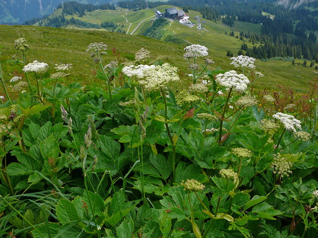 Meisterwurz 2011 9.7.2011 Allgu Alpen Fellhorn Oberstdorf-Faistenoy 060