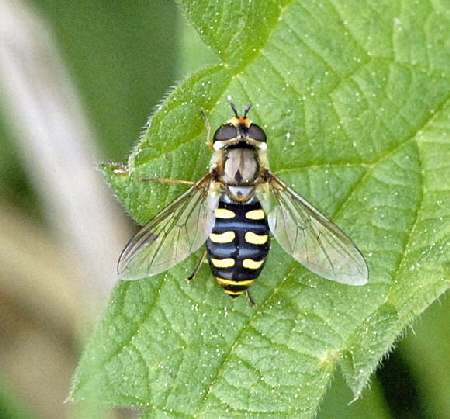 Mondfleck-Feldschwebfliege Eupeodes luniger  April 2011 Kleiner Palustris-Graben Huett u.Hemsb Insekten NIKON 054