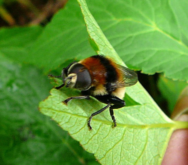 Narzissen-Schwebfliege 1 Merodon equestris var. equestris  Mai 2010 Huett Garten Hummel 024