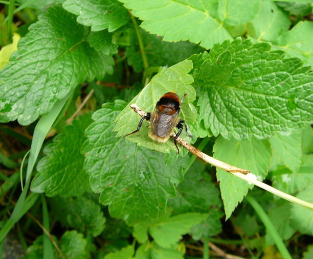 Narzissen-Schwebfliege 1 Merodon equestris var. equestris Mai 2010 Huett Garten Hummel 012