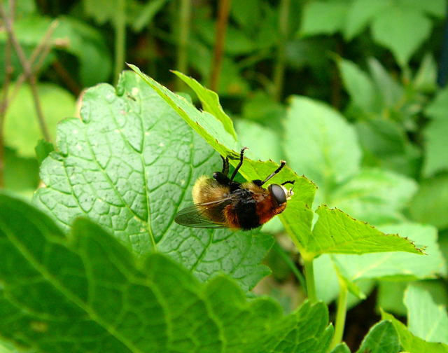 Narzissen-Schwebfliege 1 Merodon equestris var. equestrisl Mai 2010 Huett Garten Hummel 026