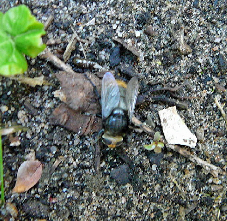 Narzissen-Schwebfliege 2 Merodon equestris bei Eiablage Mai 2010 Huett Schleuse und Garten 026