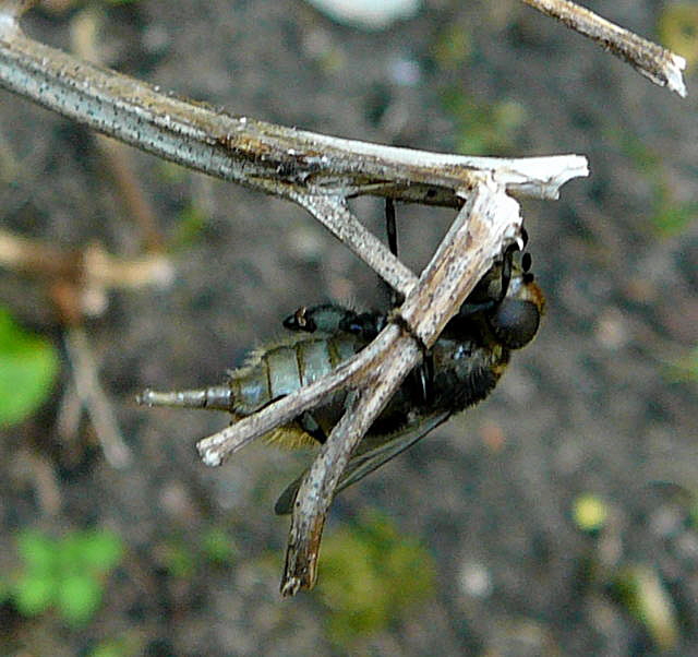 Narzissen-Schwebfliege 2 bei Eiablage Mai 2010 Huett Schleuse und Garten 024