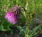 Nickende Distel (Carduus nutans) kl.