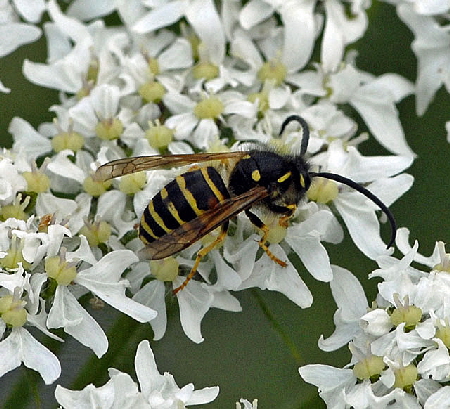 Norwegische Wespe - Dolichovespula norwegica 9.7.2011 Allgu Alpen Fellhorn 124