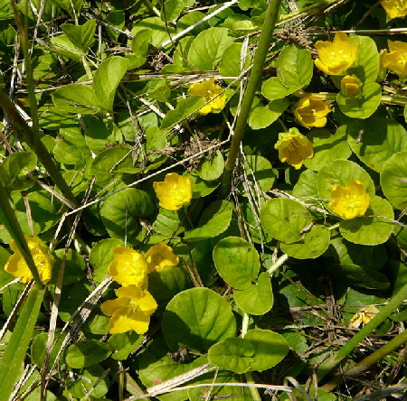 Pfennig-Gilbweiderich Lysimachia nummularia  Juni 2011 Huettenfeld Insekten und Falter 030