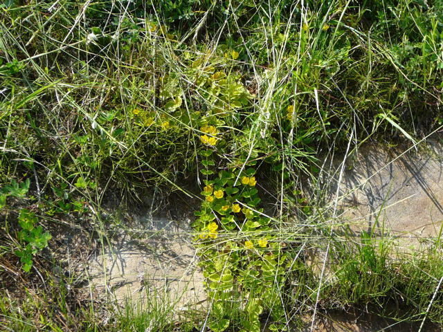 Pfennig-Gilbweiderich Lysimachia nummularia Juni 2011 Huettenfeld Insekten und Falter 035