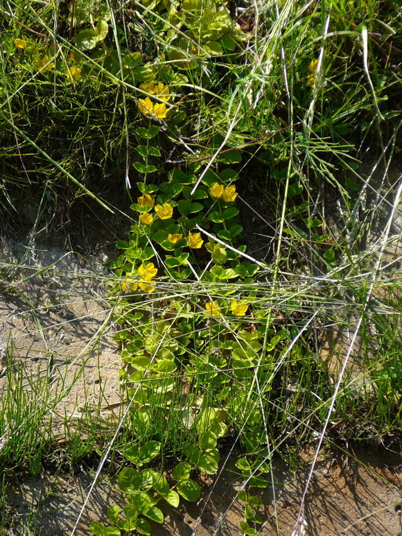 Pfennig-Gilbweiderich Lysimachia nummularia Juni 2011 Huettenfeld Insekten und Falter 036