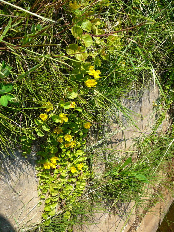 Pfennig-Gilbweiderich Lysimachia nummularia Juni 2011 Huettenfeld Insekten und Falter 047