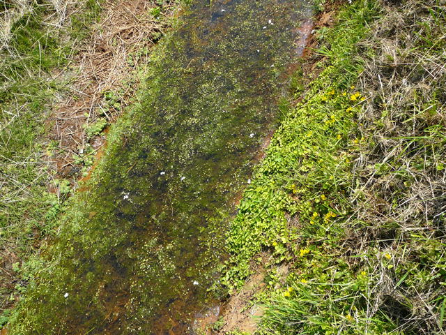 Pfennig-Gilbweiderich Lysimachia nummularia Juni 2011 Huettenfeld Insekten und Falter 052