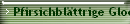 Pfirsichblttrige Glockenblume X