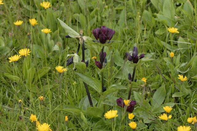 Purpurrote Enzian (Gentiana purpurea Urlaub 2011 9.7.2011 Allgu Alpen Fellhorn NIKON 153