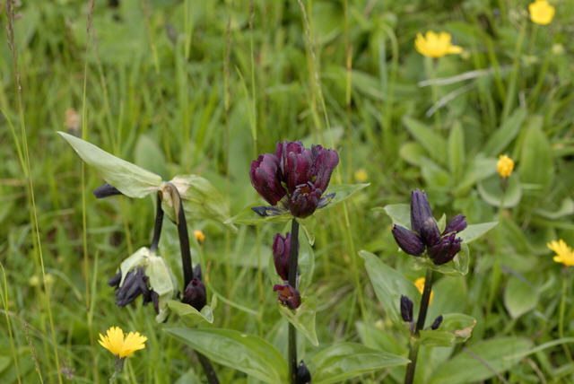 Purpurrote Enzian (Gentiana purpurea Urlaub 2011 9.7.2011 Allgu Alpen Fellhorn NIKON 154