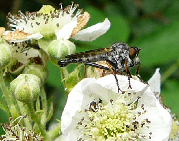 Raubfliege 1 Neoitamus spec. Juni 2010 Viernheimer Wald bei Httenfeld Schmetterlinge 029