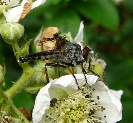 Raubfliege 1Neoitamus spec. Juni 2010 Viernheimer Wald bei Httenfeld Schmetterlinge 030a